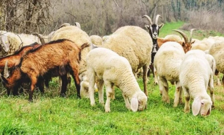 Ndalohet shitja e dhenve e dhive në territorin shqiptar