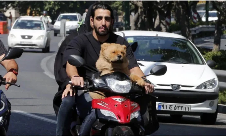 Në Iran nuk lejohen shëtitjet me qen, ndalimet marrin përmasa kombëtare