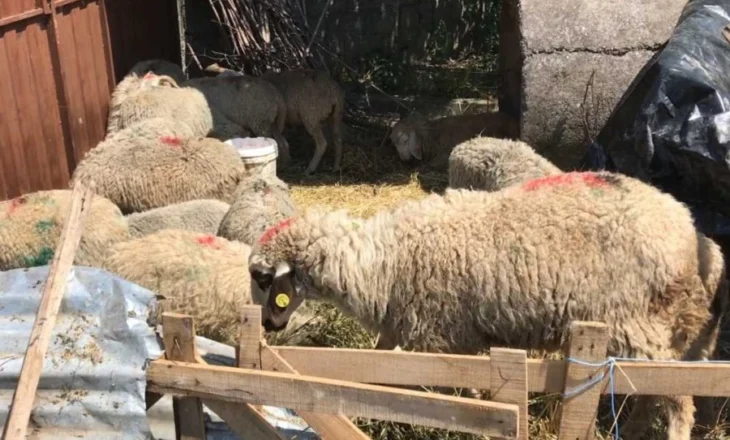 Ngordhin 80 dele në Shkodër, do të asgjësohen 200 krerë