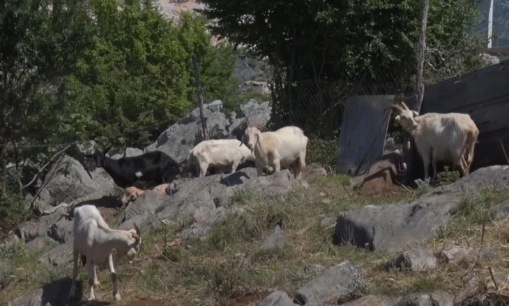 Ngordhin bagtitë e imta në Shkodër, nuk dihet origjina e sëmundjës. Një fermë vendoset në karantinë