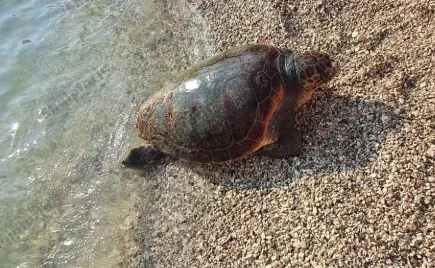 Një breshkë gjigande shfaqet në plazhin e Sarandës, spektakël i rrallë për pushuesit