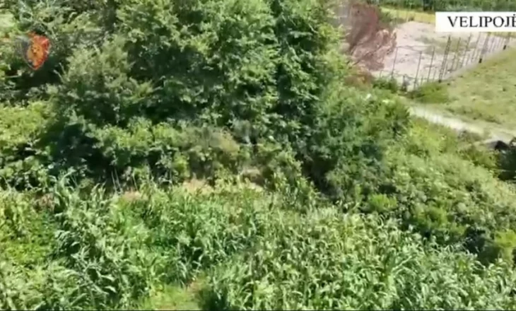 Operacioni ‘Koordinata’ në Shkodër! Asgjësohen 1408 bimë narkotike cannabis sativa, arrestohet një person