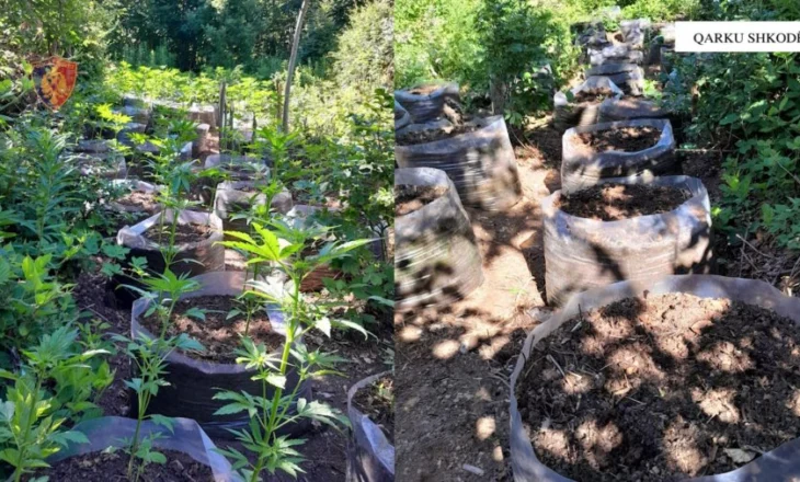 Operacioni ‘Koordinata’ në Shkodër: Asgjësohen mbi 3600 bimë kanabis, procedohet inxhinieri i pyjeve