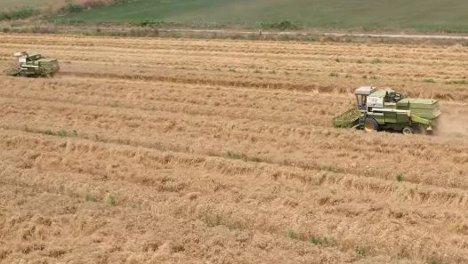 Pamja nga korrja e grurit në Myzeqe