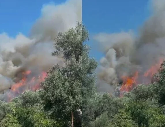 Panik në fshatin Hoshtimë, zjarr i fuqishëm përfshin qindra metra pyll dhe tokë