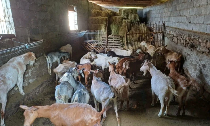 Parandalimi i përhapjes së murtajës te bagëtitë e imta, Ministria e Bujqësisë ndalon lëvizjen e dhenve e dhive në gjithë territorin