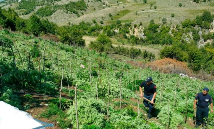 Parcelë me 1800 fidanë kanabis, arrestohet 19-vjeçari. Në kërkim bashkëpunëtori i tij