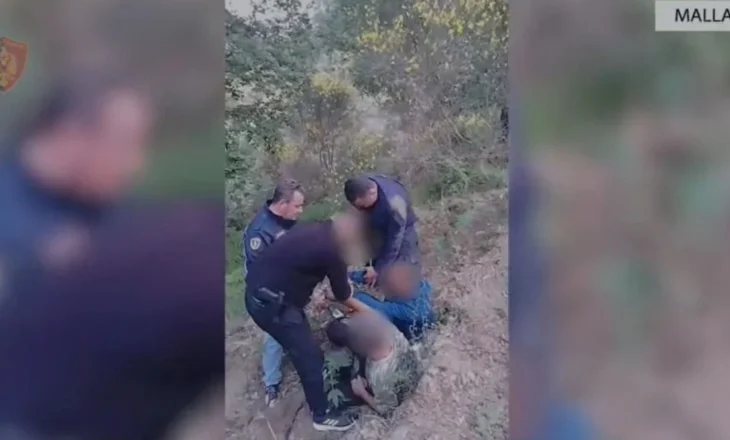 Parcelë me drogë në Mallakastër. Asgjësohen mbi 1800 fidanë kanabis, dy persona në pranga