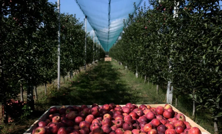 Pas anulimit të parë, FSHZH rishpall tenderin 2.4 mln euro për agroturizmin e mollëve në Korçë
