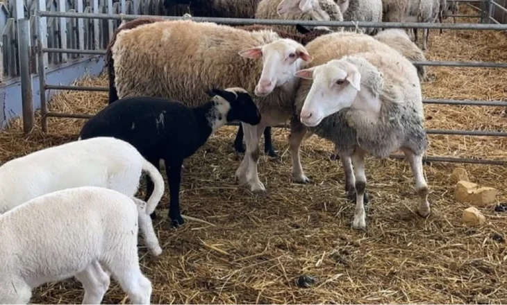Pasojat e murtajës së ruminantëve të vegjël, Kosova bllokon importin e dhive dhe deleve nga Shkodra dhe Kukësi