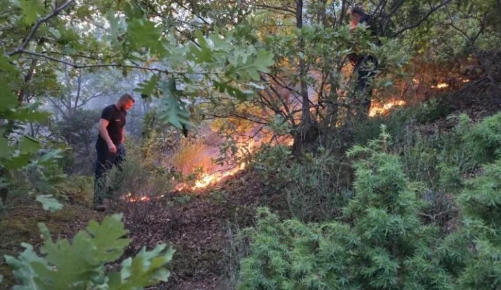 Përfshihet nga një zjarr masiv zona pyjore në Malaj të Mirditës