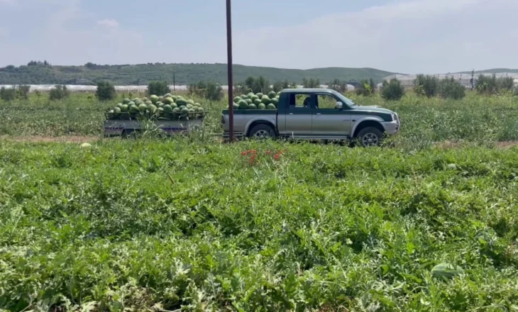 “Po shesim nën kosto”/ Fermerët e Divjakës: 15 lekë për shalqiri, duhej që çmimi të ishte 20 lekë