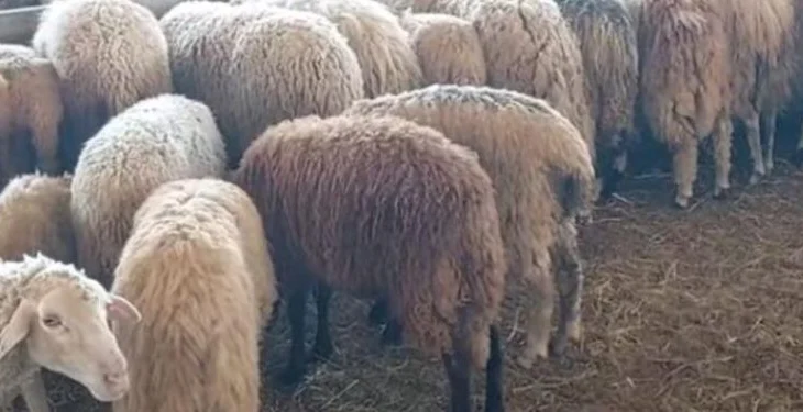 Rrezik murtaje te delet, shënohet shpërthimi i parë në Fushë-Krujë