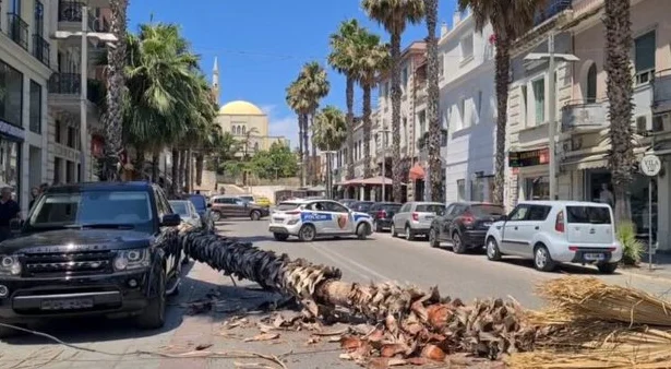 Rrezik nga pemët dekorative në Durrës – kërkohet ndërhyrje e menjëhershme