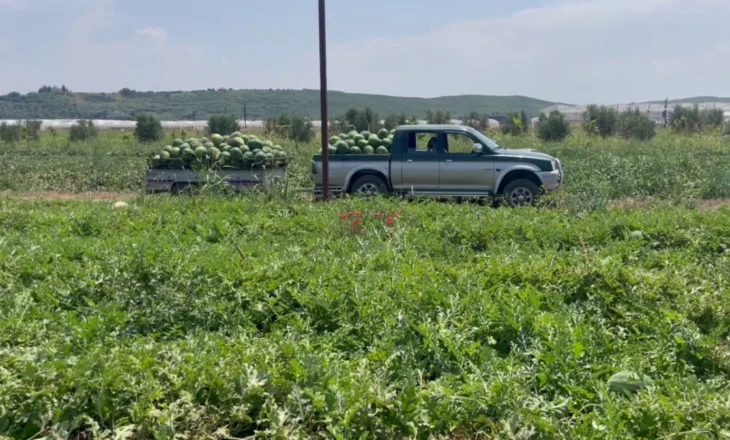 Shalqiri i Divjakës në pikun e prodhimit, por jo të fitimit/ Ankohen fermerët: Po shesim nën kosto