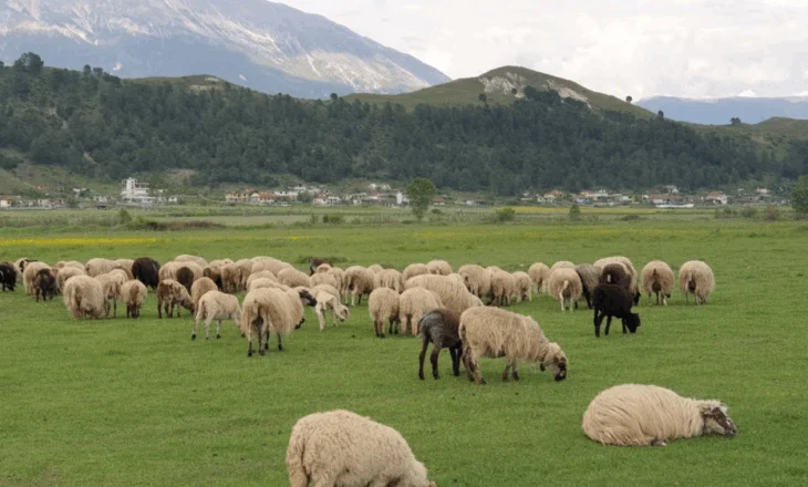 Shfaqet murtaja në Bulqizë, ngordhin 150 bagëti në Martanesh!