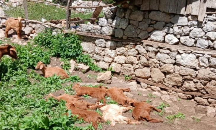 Shpërthim i Murtajës së Ruminantëve të Vegjël në Zall Bastar, autoritetet në terren për kontroll dhe parandalim