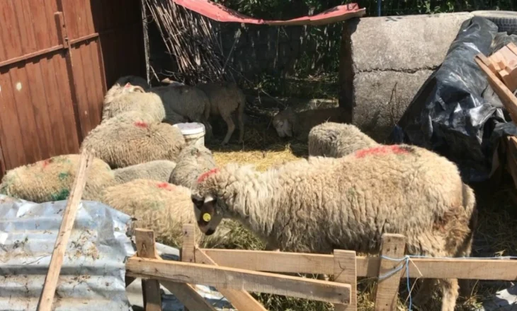 Shpërthim i murtajës tek delet në Shkodër, autoritetet nisin asgjësimin