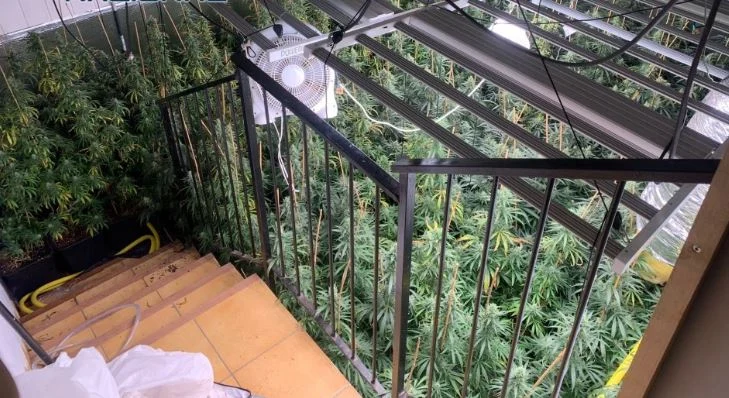 Spanjë/ Kapen me plantacion marijuhane, arrestohen dy të rinjtë shqiptarë