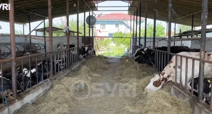 SYRI TV/ Blegtorët e Suk1 në Roskovec drejt falimentit, blegtorët: 1 litër qumësht shitet 76 lekë
