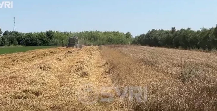 SYRI TV/ Dështon prodhimi i grurit në Fier, fermerët me humbje