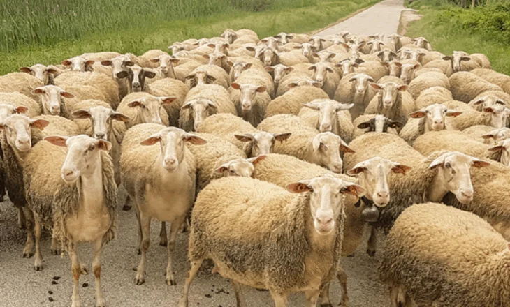 Tjetër vatër e murtajës së bagëtive në Shqipëri, ngordhin 13 krerë! 150 kokë të infektuara