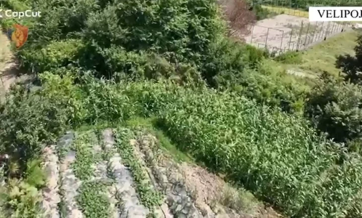 Velipoja ‘gjelbërohet’ nga kanabisi, policia i prish planet 34-vjeçarit (Emri)