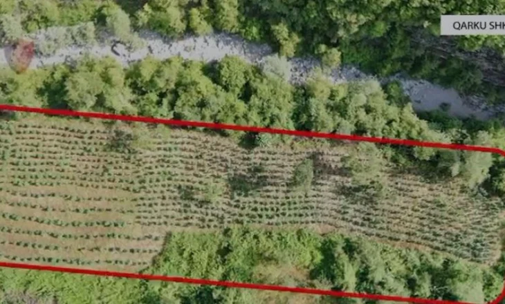 VIDEO/ Kishin zaptuar malin… Asgjësohen mbi 12 mijë bimë kanabis në Vaun e Dejës, procedohen zyrtarë lokalë