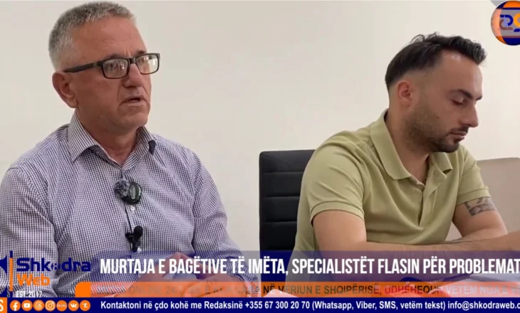 VIDEO – “Mishi dhe qumështi nuk lejohet të tregtohen”, specialistët flasin për murtajën e bagëtive të imëta