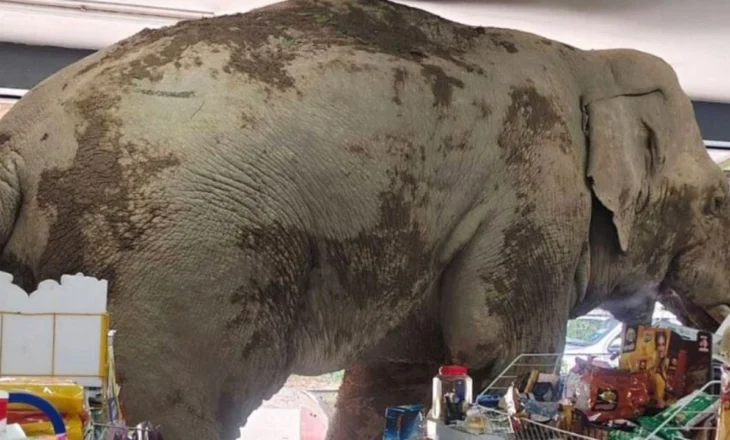 Video/ Momente të pabesueshme në Tajlandë! Elefant i uritur hyn në dyqan ushqimor dhe ‘bën pazar’ si klient i zakonshëm