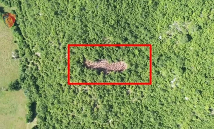 Vihet në pranga një person për kultivim të bimëve narkotike në Librazhd, procedohet kryetari i fshatit