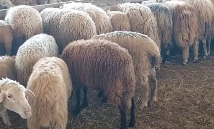Zbulohen një rast i murtajës së bagëtive në Fushë-Krujë, infektohet tufa prej 100 delesh