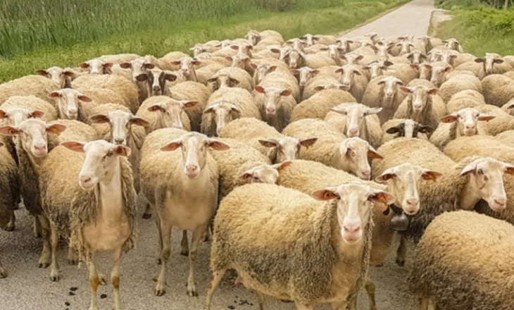 Zgjerohet harta e murtajës së bagëtive të imta, dhjetëra kafshë të ngordhura në Bulqizë, Dibër dhe Shkodër