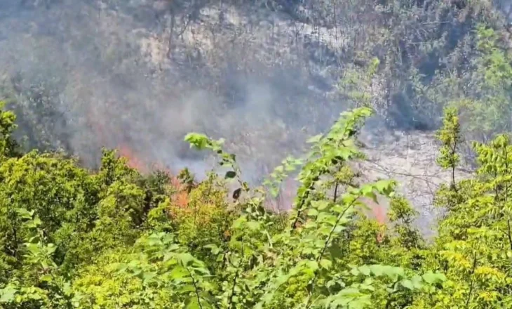 Zjarr i madh përfshin kodrat me ullishte të Zhupanit në Fier, ndërhyrja me zjarrfikëse e pamundur për shkak të terrenit