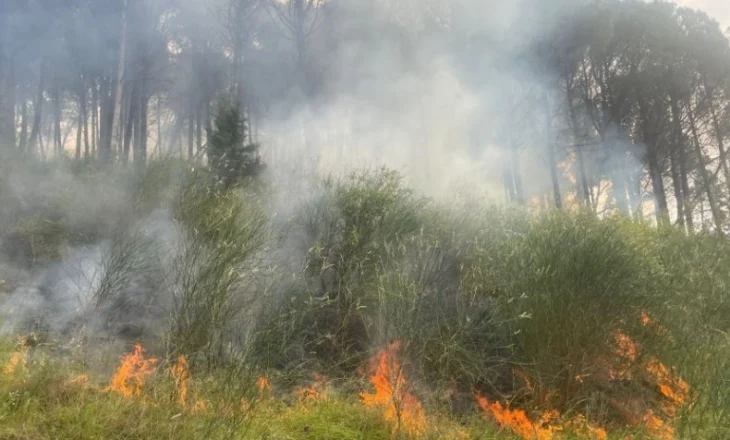 Zjarri në Kodër Krastë të Elbasanit, ndërhyrje intensive për të mbrojtur parkun e gjelbër të qytetit