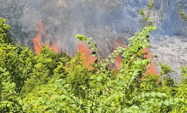 Zjarri në pyllin e Darëzezës/ Digjen 10 hektarë me bimësi