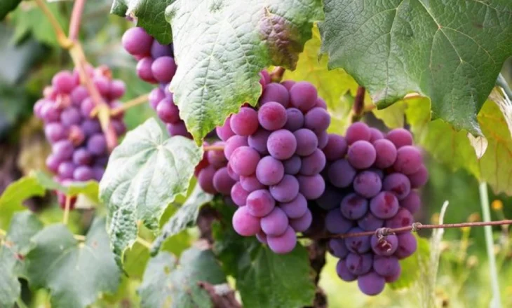 10 receta të shpejta verore me fruta sezoni (pa sheqer të shtuar)