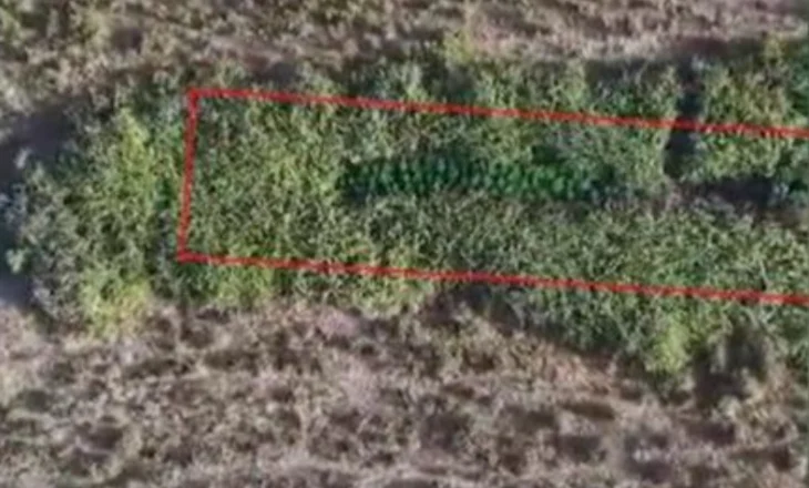 190 bimë kanabisi në mes të ferave, zbulohet plantacioni në Fier, arrestohet autori