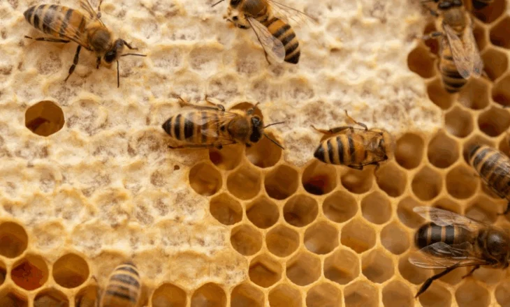 90% e bletëve janë zhdukur këtë vit në Bullgari/ Ekspertët paralajmërojnë pasoja për natyrën dhe furnizimin ushqimor