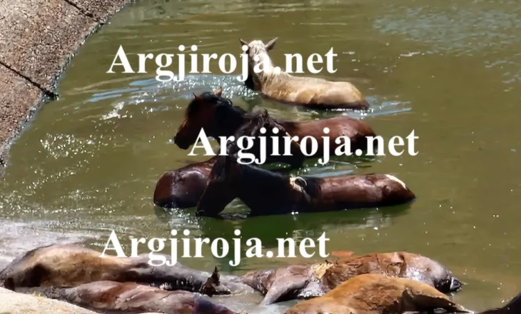 Alarm në Dropull/ 10 kuaj mbyten në lerën e bagëtive mbi Jorgucat, thirrje për ndihmë (Pamje të rënda)