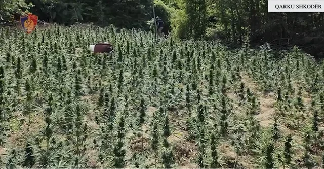 Asgjesohen mbi 3 mijë bimë kanabis, si përherë e pësojnë  kryepleqtë dhe rojet