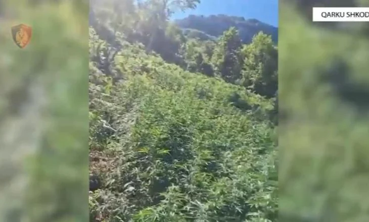 Asgjësohen rreth 3 mijë bimë kanabisi në Shkodër, në hetim 2 roje mjedisi! Shpëtojnë kultivuesit