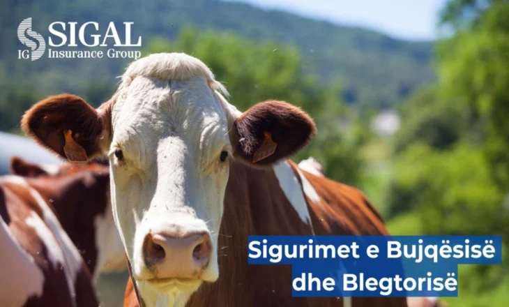 Asnjë kafshë pa sigurim. SIGAL garanton mbrojtje për blegtorinë shqiptare