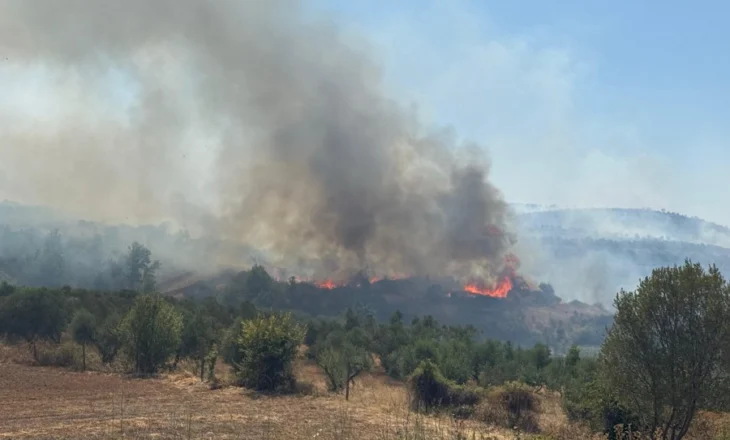 Belsh/ Zjarri djeg një sipërfaqe toke prej 40 ha, shkrumbohen ullinjtë shumëvjeçarë