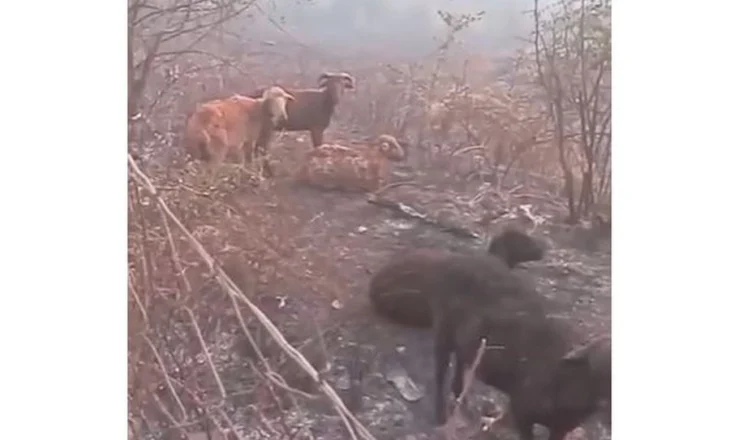 Digjen të gjalla bagëtitë në Delvinë, pronari akuza shtetit: Fshati Kopaçez është bërë hi