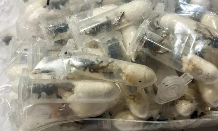 Doganierët gjermanë gjejnë 1500 merimanga të fshehura në kuti ëmbëlsirash në aeroport