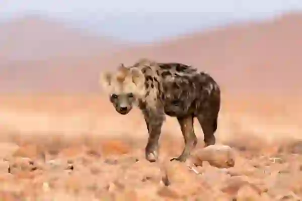 E vërteta e dhimbshme e jetës së hienës femër