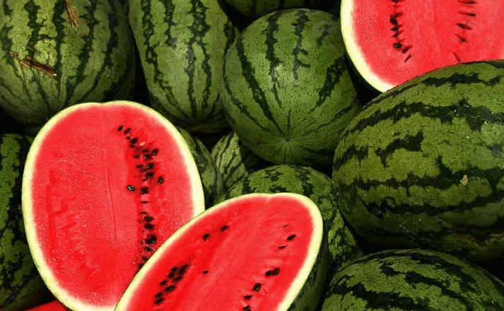 Farat e shalqirit në dietë, zbuloni përfitimet dhe rreziqet shëndetësore
