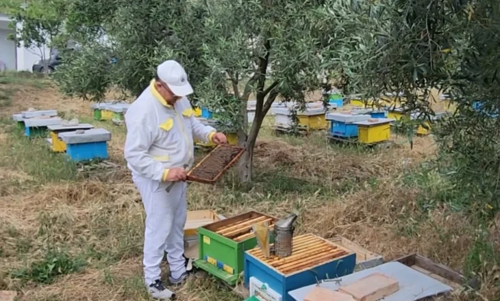 Fermerët shqiptarë po braktisin kafshët për bletët, arsyet pse po rritet numri i koshereve