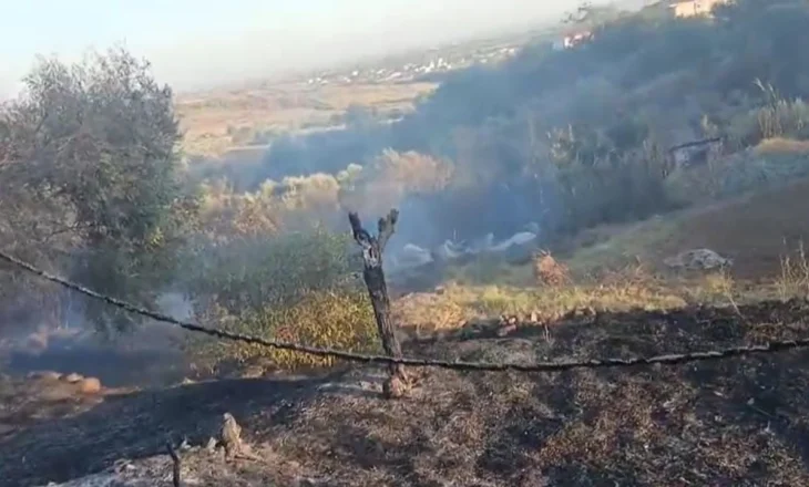 Flakët përfshijnë kodrën në Kavajë, digjen dhjetëra rrënjë ulliri